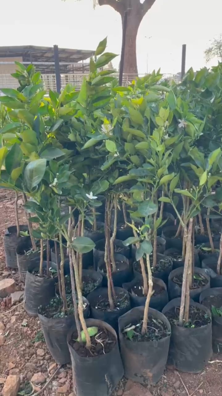 Carbon credits wallet